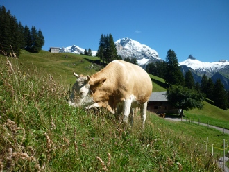 Fluewiid Adelboden